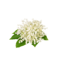 Holunderblüte / 65ml